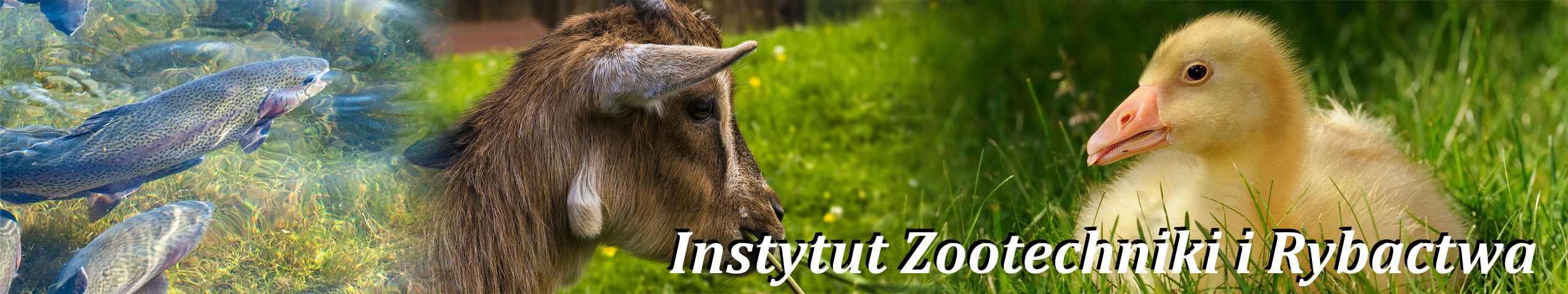 oferta Instytutu Zootechniki i Rybactwa