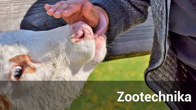 zootechnika